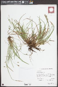 Carex abscondita image