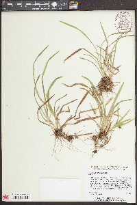Carex abscondita image