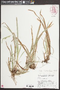 Carex abscondita image