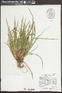 Carex abscondita image