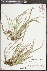 Carex abscondita image