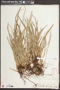 Carex abscondita image