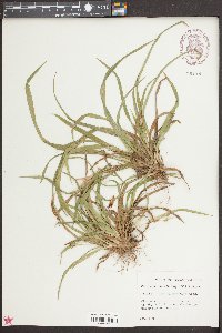 Carex abscondita image