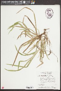 Carex abscondita image