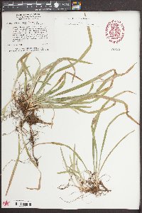 Carex abscondita image