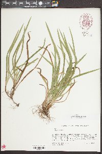 Carex abscondita image