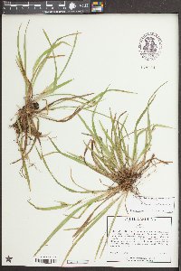 Carex abscondita image