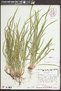 Carex abscondita image