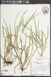 Carex abscondita image