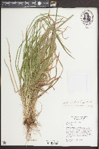 Carex abscondita image