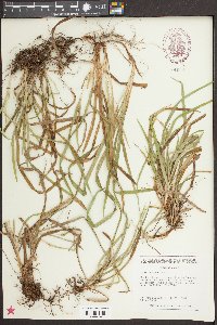 Carex abscondita image