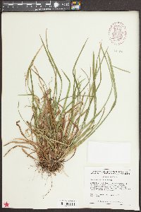 Carex abscondita image