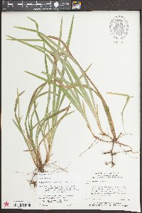 Carex abscondita image