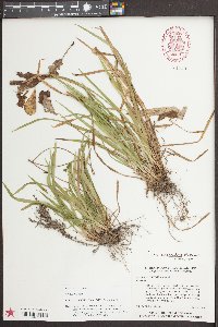 Carex abscondita image