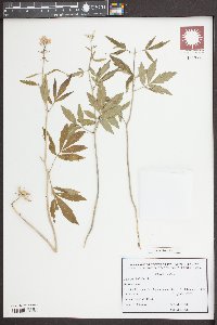 Cardamine bulbifera image