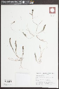 Myriophyllum alterniflorum image