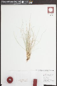 Nardus stricta image