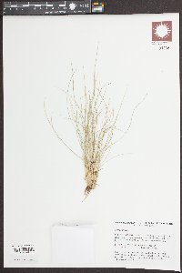 Nardus stricta image