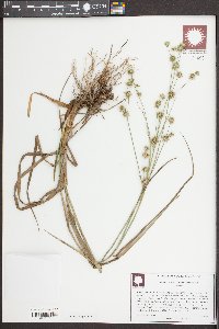 Juncus polycephalos image