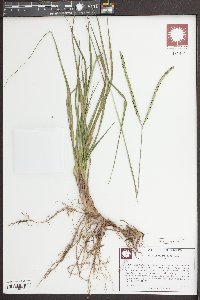 Paspalum notatum image