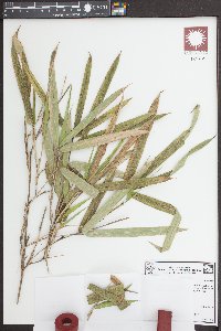 Arundinaria tecta image