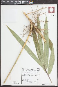 Arundinaria tecta image