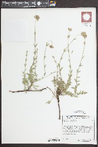 Monardella australis image