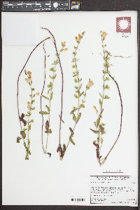 Scutellaria californica image