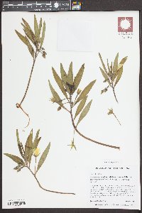 Ludwigia grandiflora image