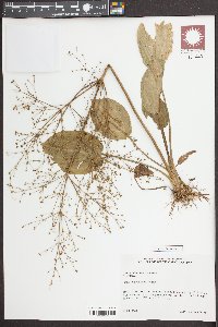 Alisma subcordatum image