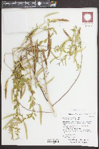 Polanisia dodecandra image