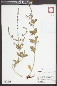 Verbena lasiostachys image