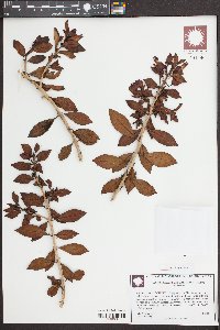 Nematanthus gregarius image
