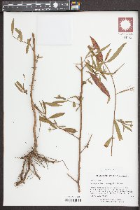 Ludwigia octovalvis image