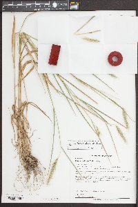 Elymus villosus image