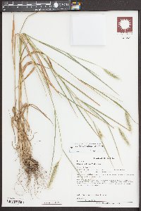 Elymus villosus image