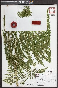 Macrothelypteris torresiana image
