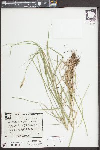 Carex alata image