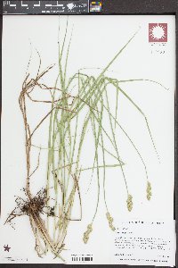 Carex alata image