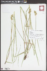 Carex alata image