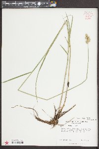 Carex alata image