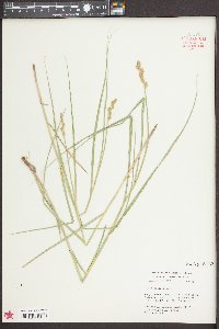 Carex alata image