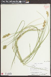 Carex alata image