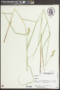 Carex alata image