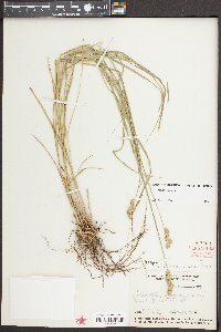 Carex alata image