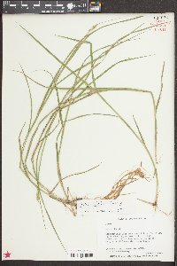 Carex alata image