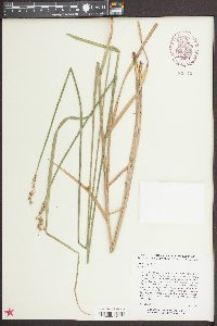 Carex alata image