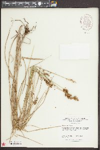 Carex alata image