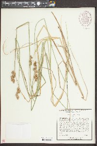 Carex alata image