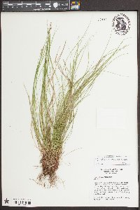 Carex albicans var. albicans image